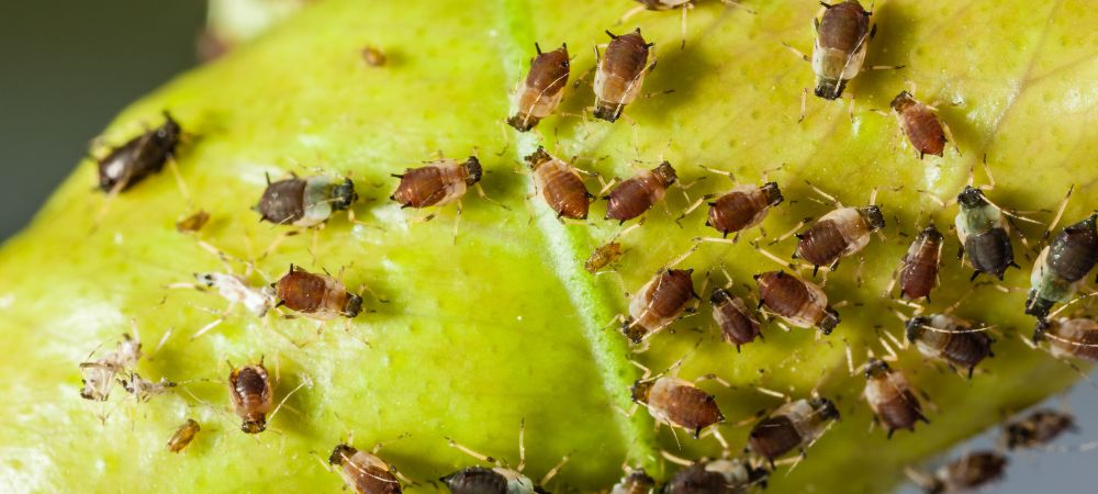 insecticide for aphids